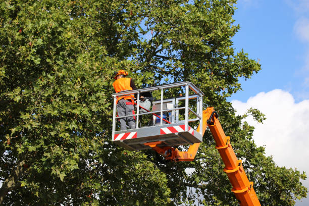 Best Leaf Removal  in Atwater, MN