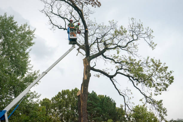 Best Seasonal Cleanup (Spring/Fall)  in Atwater, MN